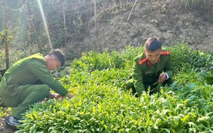 Trồng gần 2.800 cây thuốc phiện để làm rau ăn hàng ngày