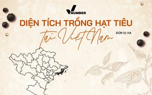 Việt Nam sở hữu một loại ‘vàng đen’ xuất khẩu bằng cả thế giới cộng lại: Diện tích trồng đứng top đầu thế giới, tỉnh nào đang nắm giữ nhiều nhất?