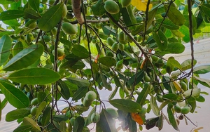 Loại quả xưa rụng đầy gốc, nay giúp người đàn ông Sóc Trăng kiếm tiền tỷ: Hóa ra cực bổ dưỡng