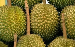 Sầu riêng Thái Lan 'gặp hạn' tại Trung Quốc - Indonesia, Malaysia 'mở cờ trong bụng', hô hào nhà xuất khẩu trong nước 'thừa thắng xông lên'