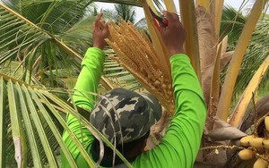 Giá tăng 50% vẫn không có hàng, nước ASEAN này đang thiếu một sản phẩm là đặc sản 1 tỷ USD của Việt Nam