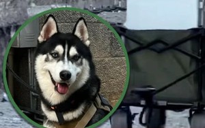 Chú chó Husky kéo hành lý giúp khách du lịch