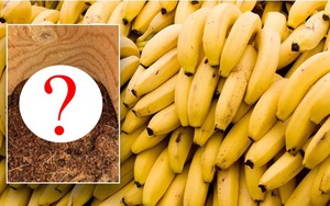 Siêu thị tá hỏa vì sinh vật có độc trong những nải chuối chín, chuyên gia: "Lần đầu tôi gặp cảnh này"
