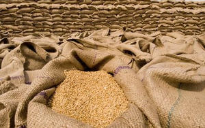 Chạm đáy 2 năm, giá gạo Việt Nam ra sao so với hàng Thái Lan, Ấn Độ?