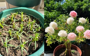 Chơi hoa hết 3 ngày Tết: Thực hiện ngay việc này để cây tiếp tục "hồi sinh", biến ban công thành khu vườn "như mới"