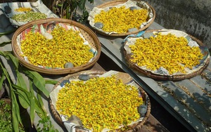 Loài hoa biểu tượng cho giàu sang, phú quý, sau Tết chớ vội vứt đi vì là 'thuốc quý'