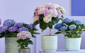 Loại hoa được ví là biểu tượng tình yêu, thường được cắm trong nhà nhưng cực độc