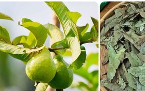 Nên uống nước lá ổi tươi hay khô?