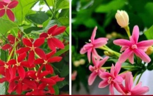 Có nên trồng cây sử quân tử trước nhà?