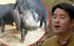 Bỏ hơn 200 triệu mua lợn què về nuôi, 8 năm sau lợn “trả ơn” bạc tỉ