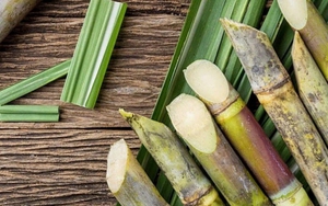 Loại cây Việt bổ ngang nhân sâm, mùa nào cũng có, một cây cả nhà ăn không hết