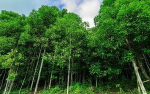 Nắm 1/3 kim ngạch toàn cầu loại gia vị lâu đời nhất thế giới, Việt Nam đã nhập khẩu bao nhiêu để trợ lực cho xuất khẩu trong năm ngoái?