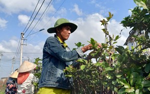 Bán đặc sản Tết miền Nam, người dân một thị xã thu hơn 155 tỷ đồng