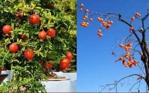 Vì sao 'phía đông trồng lựu hốt vàng, phía tây trồng hồng hốt bạc'?