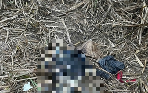 Phát hiện thi thể người phụ nữ trong rẫy mía