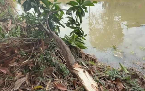 Người đàn ông 37 tuổi gặp nạn tử vong trong khi hái xoài