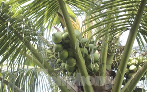 Độc lạ ‘cây dừa nhà tôi’