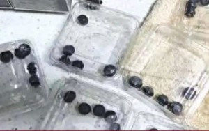 Khóc thét khi mua hàng qua livestream: Mở 8 hộp việt quất chỉ thấy 40 quả