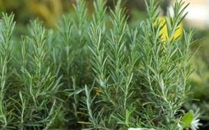 Việt Nam có cây thuốc quý cực tốt cho sức khỏe, nhiều người chỉ trồng làm cảnh