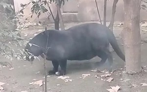 Báo đen "bụng phệ" gây xôn xao mạng xã hội