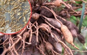 “Gạo” mọc dưới lòng đất, có từ 2.000 năm trước, đắt mấy vẫn không lo thiếu khách