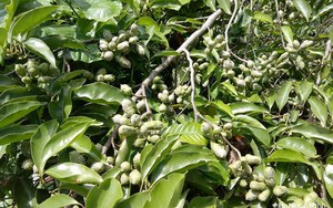 Việt Nam có loại cây gia vị cực phẩm được ví như "vàng ròng", trồng nhiều giúp "xoa dịu mẹ thiên nhiên"