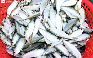 Chuyên gia Mỹ xướng tên 3 loại cá tốt nhất thế giới, ‘bổ của bổ’: Việt Nam chẳng thiếu con nào