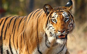 Bị hổ cắn vào mặt, ông nông dân thoát nạn bằng cách khó tin