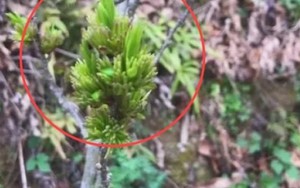 Săn “hóa thạch sống” trên cây đem bán, tiền về ùn ùn đếm mỏi tay