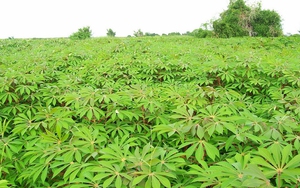Nông sản 1,1 tỷ USD của Việt Nam rớt giá thấp nhất 10 năm, chưa đến 2.000 đồng/kg