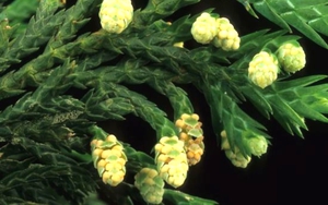 Báu vật rừng xanh: Loài cây gỗ quý như "vàng ròng" của Việt Nam, số lượng gấp 1.000 lần Trung Quốc