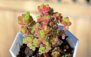 Chuyện thật như đùa: Trồng cây ở bàn làm việc, cô gái “điếng người” khi bị đồng nghiệp… ăn mất!