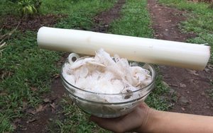 Nhật Bản đánh giá "rau trường thọ", hóa ra là rau quen thuộc ở Việt Nam