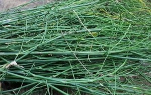 Cây không hoa không hạt mọc đầy làng quê Việt, tưởng vô giá trị ai ngờ là “mỏ vàng”