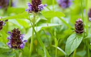 Rau dại cho lợn ăn đổi đời thành “báu vật”, giá đắt ngang thịt, ở Việt Nam cũng có