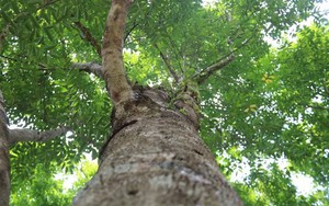 Việt Nam có loại gỗ quý cải thiện không khí: Trung Quốc săn ráo riết, 1 giọt tinh dầu đắt như "vàng ròng"
