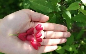 Châu Á có loại quả trái tim cực lạ, siêu dinh dưỡng, giá đắt vẫn nhiều người săn lùng