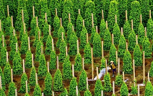 Chủ tịch DN xuất khẩu hạt tiêu lớn nhất vào Mỹ hỏi 'nếu không mua hạt tiêu của Việt Nam thì mua của nước nào' - đây là câu trả lời