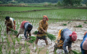 Ấn Độ, Indonesia ‘phả hơi nóng’ lên thị trường gạo: Giá gạo Thái Lan xuống mức thấp nhất 11 năm, Việt Nam cũng bị ảnh hưởng