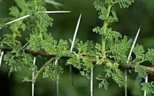 Trồng cây đuổi trộm, ai dè hốt “lộc trời” quý hiếm, dân buôn săn lùng ráo riết