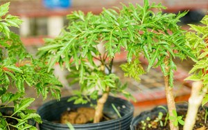 Loại cây được đại danh y ví như 'sâm của người nghèo', lọc bụi mịn cực tốt: Người Việt trồng từ lâu