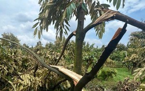 Hàng trăm gốc 'cây tỷ đô' gãy đổ do mưa đá, lốc xoáy