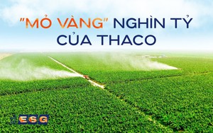 THACO vừa thâu tóm doanh thu khủng: 2.200 tỷ từ "mỏ vàng" 840 km2 xuyên biên giới