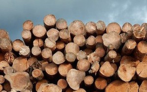 Mỹ đổ hơn 2 tỷ USD săn 'cây kim tiền' của Việt Nam: Thuế nhập khẩu 0%, Việt Nam là ông trùm đứng thứ 5 thế giới