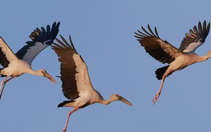 Loài chim quý tưởng chừng biến mất bất ngờ cùng lúc xuất hiện hàng trăm con ở Quảng Bình