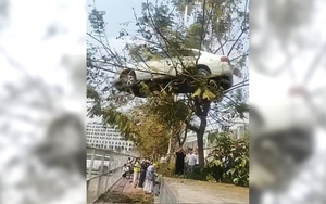 Dàn dựng cảnh ô tô trèo lên ngọn cây, trường dạy lái xe bị phạt