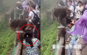 Bé gái bị khỉ túm tóc cắn vào đầu giữa vườn thú nhưng mọi người xung quanh chỉ đứng quay video khiến netizen bức xúc