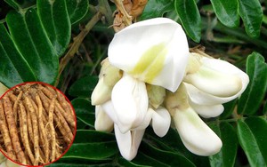 Việt Nam có một loại cây dại được ví như 'vàng trong đất', dùng để bồi bổ, chữa ho cực tốt