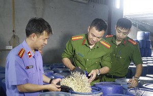 Vụ 3.500 tấn giá đỗ 'ngậm' chất cấm: Ai chịu trách nhiệm?