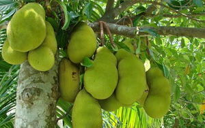 4 loại cây ăn quả KHÔNG NÊN trồng trước cửa nhà: Dân gian kiêng vì ảnh hưởng tài lộc và phong thủy